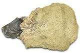 Fossil Triceratops Shed Tooth in Sandstone - Wyoming #379877-1